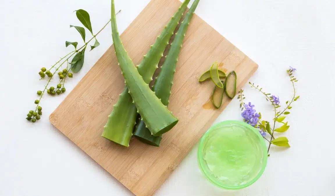 Aloe vera cheveux comment éviter les dangers