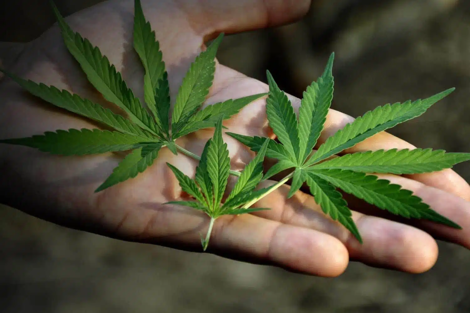 Le THCA et le soulagement de la douleur mythe ou réalité