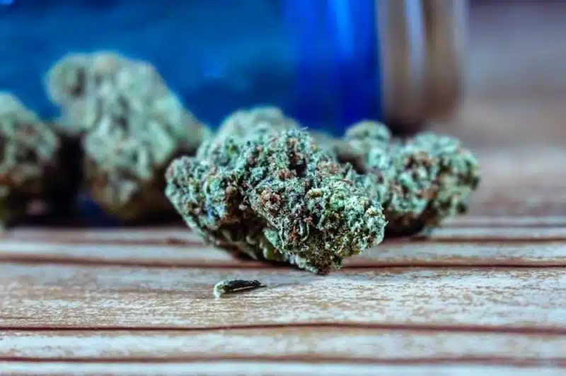 Le THCA et le soulagement de la douleur mythe ou réalité