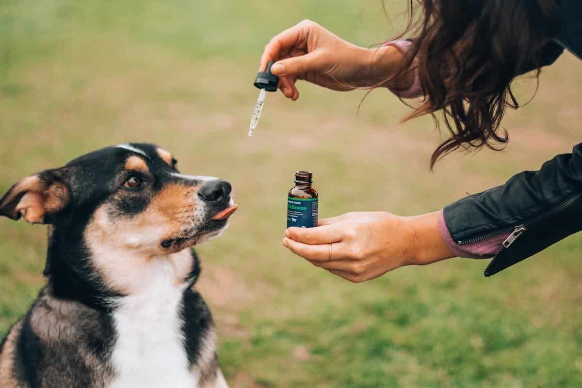 Où trouver de l’huile de CBD pour chien