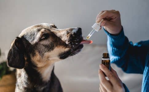 Où trouver de l’huile de CBD pour chien