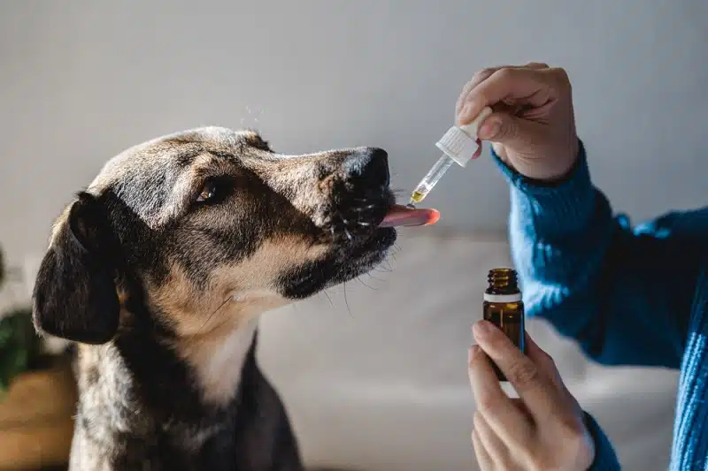 Où trouver de l’huile de CBD pour chien